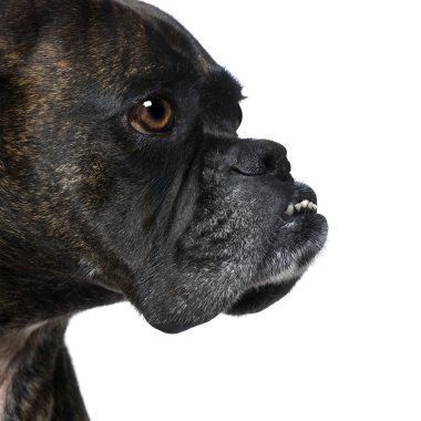 Close-up on a Boxer's head (9 years) clipart