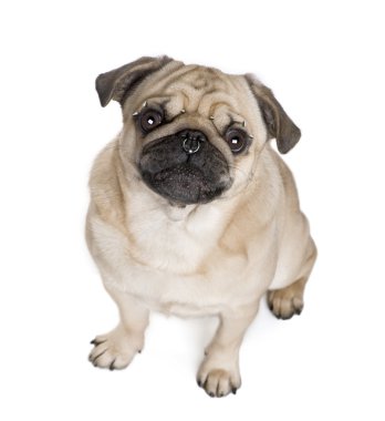 Portrait of pug with nose and face piercings in front of white b clipart