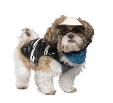 Shih Tzu clipart