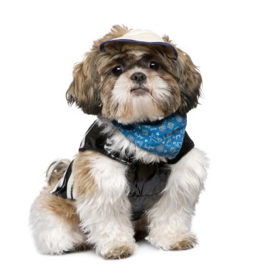 Shih Tzu (1 yıl)