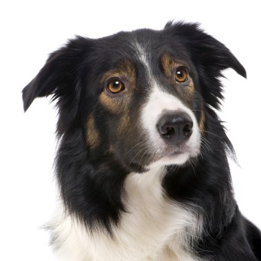 Border Collie (2,5 years) clipart