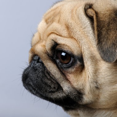 Close-up on a profile of a pug (3 years) clipart
