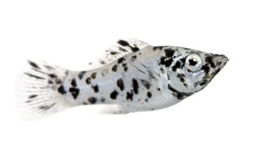 Dalmatian Molly - Poecilia latipinna clipart