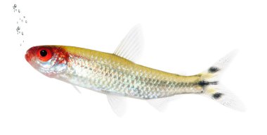 Hemigrammus bleheri fish clipart