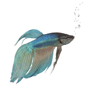 Mavi Siyam mücadele balık - betta splendens