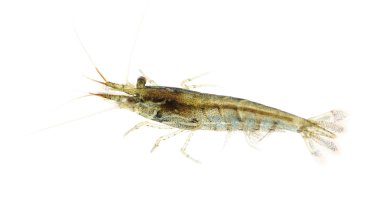 Cherry shrimp - Neocaridina heteropoda clipart