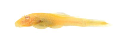gür burun - goldspot ancistrus albino