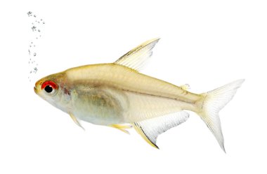Hyphessobrycon bentosi fish clipart