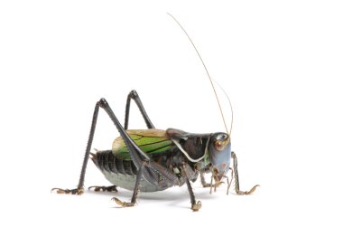 Grasshopper - Gampsocleis gratiosa clipart