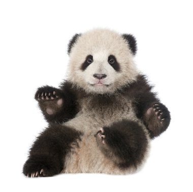 Giant Panda (6 months old) - Ailuropoda melanoleuca clipart