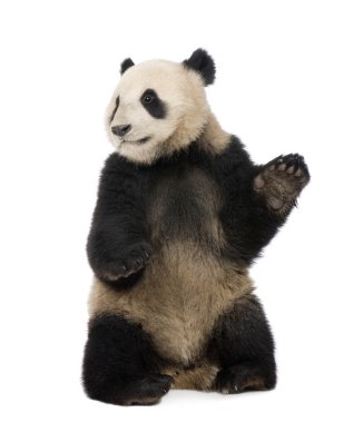 Giant Panda (18 months) - Ailuropoda melanoleuca clipart