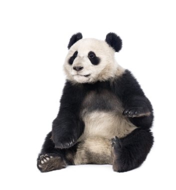 Giant Panda (18 months) - Ailuropoda melanoleuca clipart