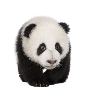 Giant Panda (4 months) - Ailuropoda melanoleuca clipart