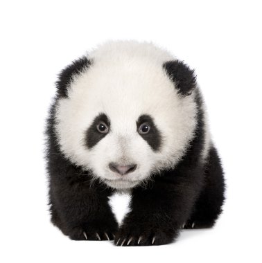 Giant Panda (4 months) - Ailuropoda melanoleuca clipart