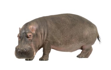 Hippopotamus - Hippopotamus amphibius ( 30 years) clipart