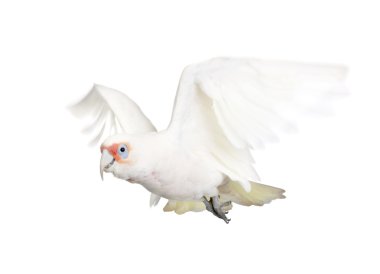 uzun gagalı corella - cacatua tenuirostris