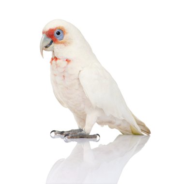 uzun gagalı corella - cacatua tenuirostris