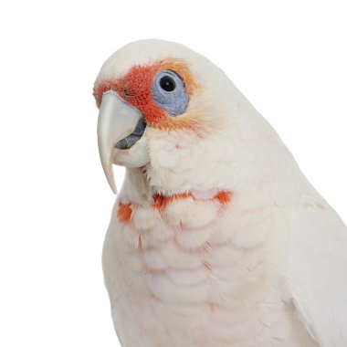 uzun gagalı corella - cacatua tenuirostris