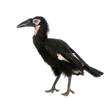 Young Southern Ground-hornbill, Bucorvus leadbeateri, 18 months, in front of a white background, studio shot clipart