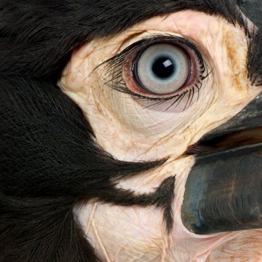 Genç Güney zemin-Kartallar - Bucorvus leadbeateri (18 ay