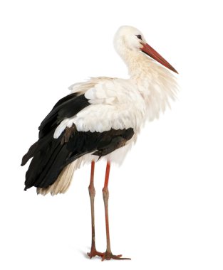 White Stork, Ciconia ciconia, 18 months, standing in front of a white background clipart