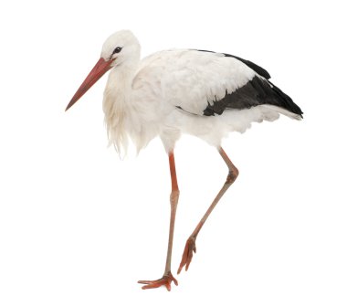 White Stork - Ciconia ciconia (18 months) clipart