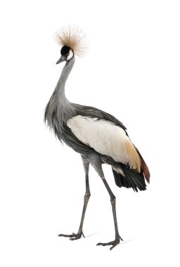 Grey Crowned Crane - Balearica regulorum (18 months) clipart