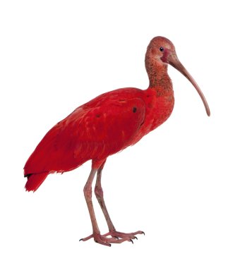 Scarlet Ibis - Eudocimus ruber clipart