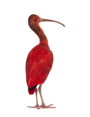 Kızıl aynak - eudocimus ruber
