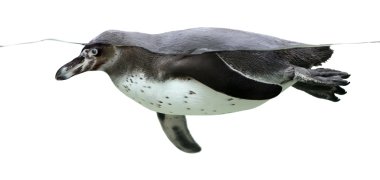 humboldt pengueni