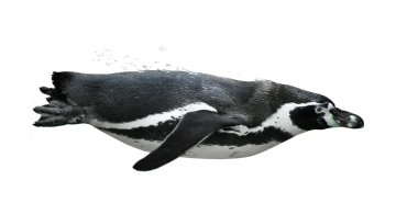 Yüzme penguen