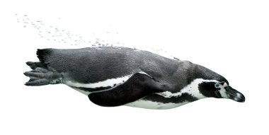 Yüzme penguen