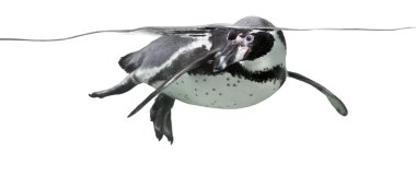 Penguin swimming clipart