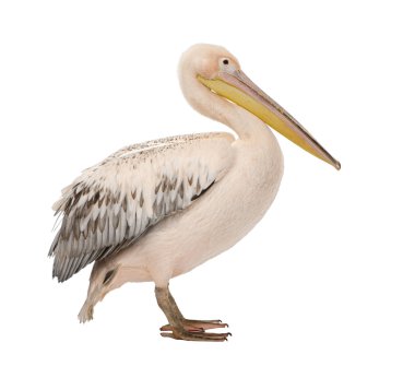 White Pelican - Pelecanus onocrotalus (18 months) clipart