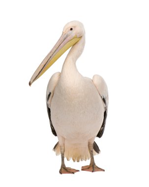 Beyaz Pelikan - Pelecanus onocrotalus (18 ay)