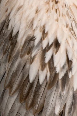 Beyaz Pelikan - Pelecanus onocrotalus (18 ay)
