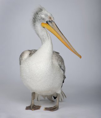 Tepeli pelikan - Pelecanus crispus (18 ay)