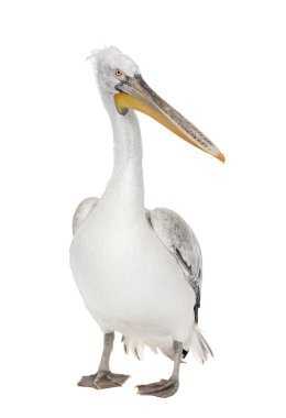 Dalmatian Pelican - Pelecanus crispus(18 months) clipart