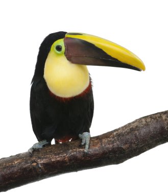 Kestane mandibled Toucan - Ramphastos swainsonii (3 yıl)