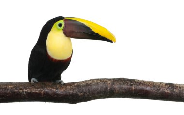 Chestnut-mandibled Toucan - Ramphastos swainsonii (3 years) clipart
