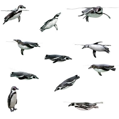 Humboldt Penguin clipart