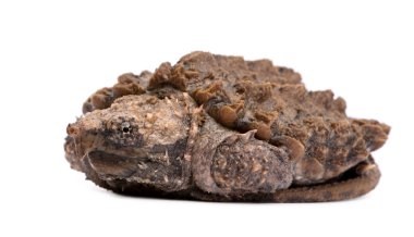 Young Alligator Snapping Turtle - Macrochelys temminckii clipart