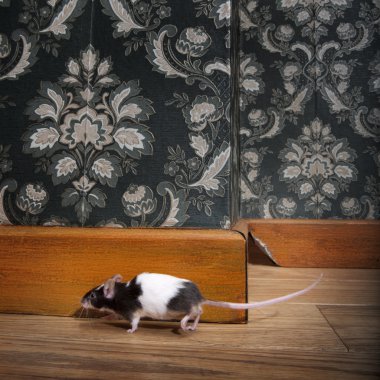 Mouse walking in a luxury old-fashioned roon clipart