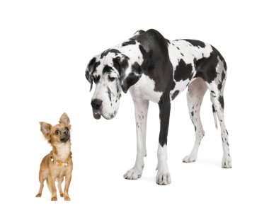 Harlequin Great Dane (4 years) looking down at a a small chihu clipart