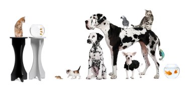 Group portrait of animals in front of black and white background clipart