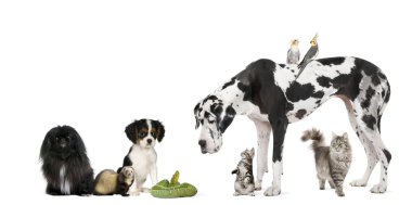 Group of pets in front of white background, studio shot clipart