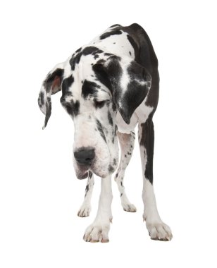 Harlequin Great Dane (4 years) clipart