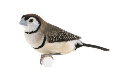 Double-barred Finch - Taeniopygia bichenovii clipart