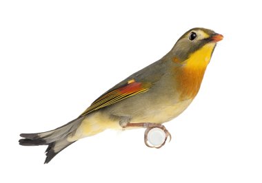 Red-billed Leiothrix - Leiothrix lutea clipart