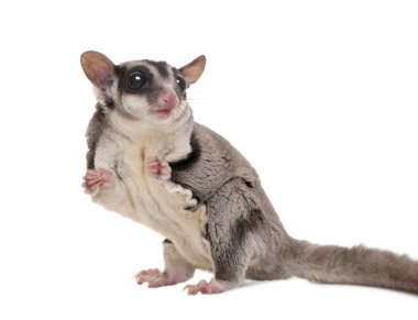 Sugar glider - Petaurus breviceps (3 years old) clipart